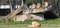 Several lionesses lie on a rock enjoying the sun in a zoo called safari park Beekse Bergen in Hilvarenbeek