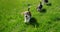 Several little beagle puppies running on green grass
