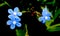 Several little blue flowers.