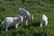 Several little goat kids on the lawn nibbling young spring grass