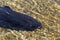 Several longfin eels in tshallow water at Lake Rotoiti in New Zealand