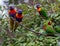 Several lorikeets on adjacent branches