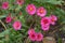 Several magenta-colored flowers of Michaelmas daisies in mid October