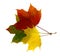 Several maple autumn leaves of different colors on a light background.