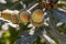 Several mature acorns on a branch