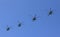 Several military helicopters fly side by side against the blue sky