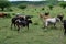 Several milking cows on the field