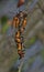 Several Milkweed Assassin bug nymphs gathered on a stick.