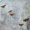 Several moths are sitting on a dirty window, insects are trapped. Creative background