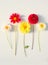 Several multi-colored dahlia flowers on a white background