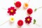 Several multi-colored dahlia flowers on a white background