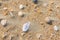 Several multi colored sea shells lie on the sea sand
