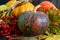 Several multicolored pumpkins yellow, orange, brown spotted and viburnum lie on a dark wooden background.