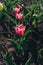 Several nice red tulips with green leaves growing in garden on spring sunny day