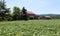 Several old weathered barns out in the rural countryside, fields of corn as far as the eye can see