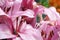 Several open pink lily flowers with stamens