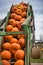Several orange pumpkins on conveyor belt on farm machinery on a fall day