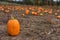 Several orange pumpkins in a pumkin patch at the farm waiting to be picked
