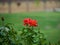 Several orange roses blossoming in green garden