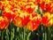 Several orange tulips