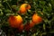 Several oranges on a tree