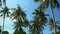 Several palm trees at the ocean on the island. Palm trees panned. Bottom view. Beautiful green palm trees wave on wind