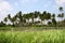 Several palm trees in a row growing on a green field.