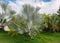 Several palms together, on Bonaire. Bismarckia Nobilis (blue palm)