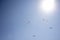 A several paragliders on colorful parachutes in a clear blue sky with a bright sun