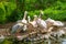 Several pelicans