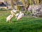 Several pelicans walking on the green grass, next to the pond