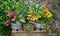 Several perennial plants in vintage flowerpot.