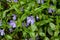 Several Periwinkle. Vinca minor species of flowering plant in the dogbane family