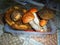 Several picked large mushrooms placed in a plastic box | Collected specimen of fungi Boletus Luridiformis,the scarletina bolete,