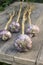 Several pieces garlic on an old wooden table in garden