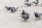 Several pigeons on the asphalt in the city park