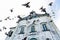 Several pigeons flying in front of a church. Wild animals and disease transmitters