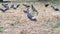 Several pigeons looking for fodder under a tree