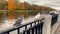 Several pigeons are sitting on a hedge near the embankment by the river