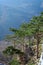 Several pines above steep precipice