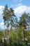 Several pines on a blue sky