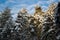 Several pines on a snowy day in Russia