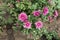 Several pink flowers of Chrysanthemum in September