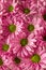 Several pink flowers covering a surface.