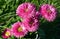 Several pink flowers, daisies - bokeh green background, very selective focus