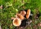 Several  pink russula mushrooms sprout from the ground