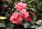 Several pink terry camellia flowers on a background of green leaves