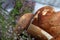 Several porcini mushrooms and a bunch of blooming heather. They lie in a wooden box from white painted boards. Shot through the