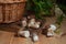 Several porcini mushrooms on wooden background at autumn season