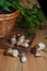 Several porcini mushrooms on wooden background at autumn season